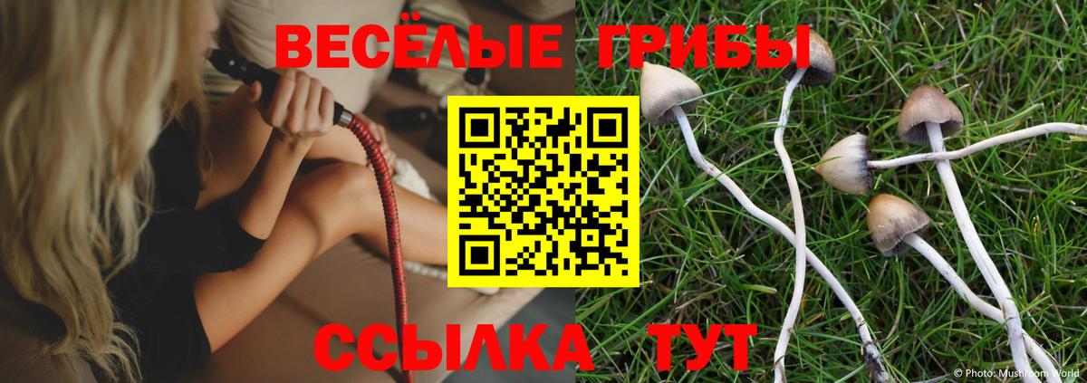 Большой Камень  Галлюциногенные грибы прущие грибы  Вход с VPN 